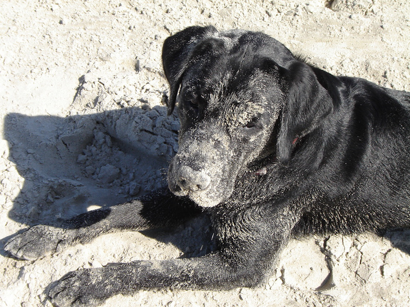 Rufus im Sand